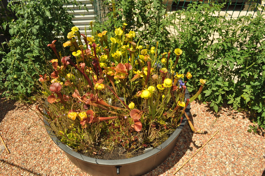 The red Sarracenia flava garden