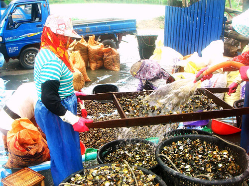 四股社區傳統以牡蠣養殖為業，漁民正利用固定孔目的篩子將文蛤分級(圖片來源：蔡恭和攝)