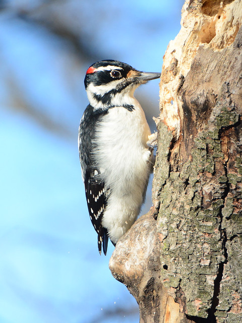 Riverside Woodpecker - 4755
