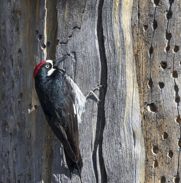 Acorn Woodpecker 2-7D2-110516