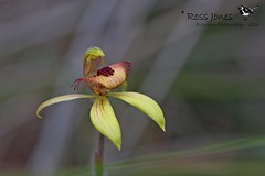 Dancing Spider Orchid (Caladenia discoidea)