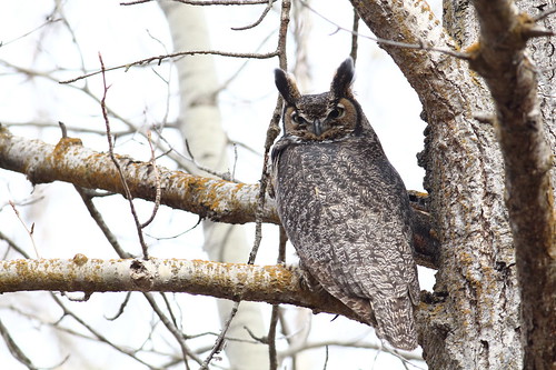 bird wildlife washingtonstate kittitascounty yakimacanyon canonef400mmf56lusm