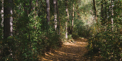 autumn trees nature forest path autumncolors trail pacificnorthwest washingtonstate canonef2470mmf28lusm canoneos5dmarkiii