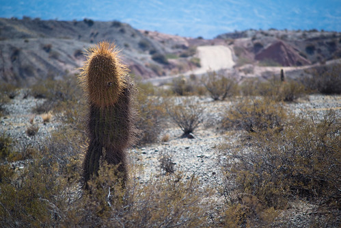cactus southamerica nature argentina landscape nationalpark salta cachi zuidamerika argentinië sudamérica américadelsur loscardones chantalnederstigt nationalparkloscardones