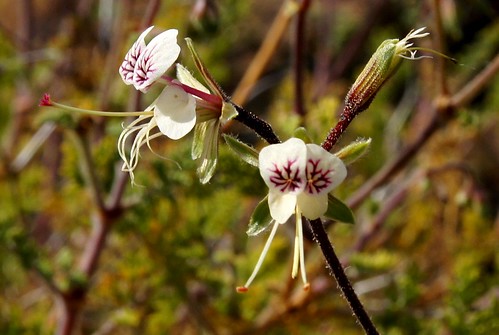 Pelargonium tragacanthoides (?)