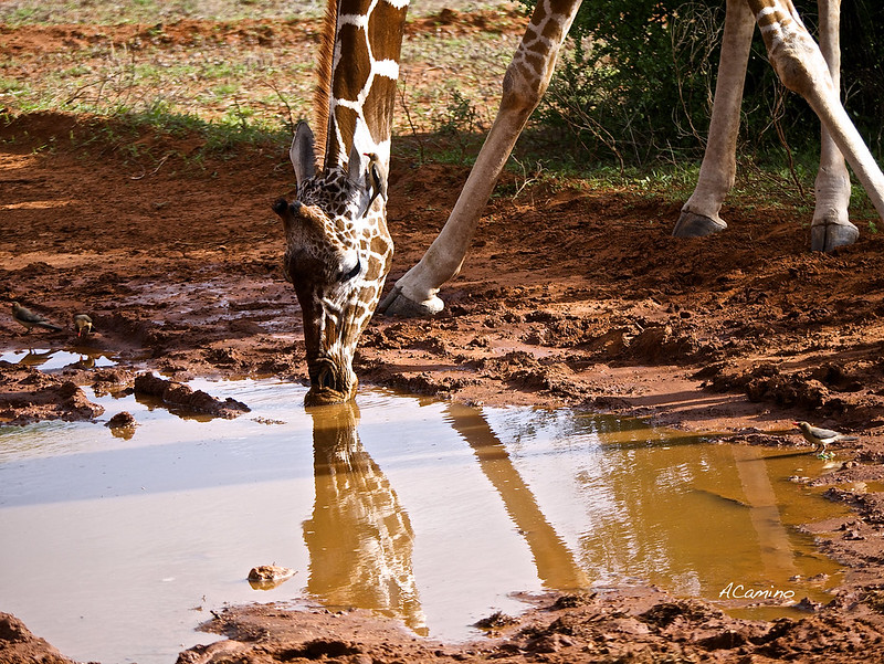 Safari en Samburu: Jirafas, Elefantes, Leones, Guepardos y muchísimos pájaros - 12 días de Safari en Kenia: Jambo bwana (74)