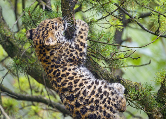 Leopard cub climbing on the tree