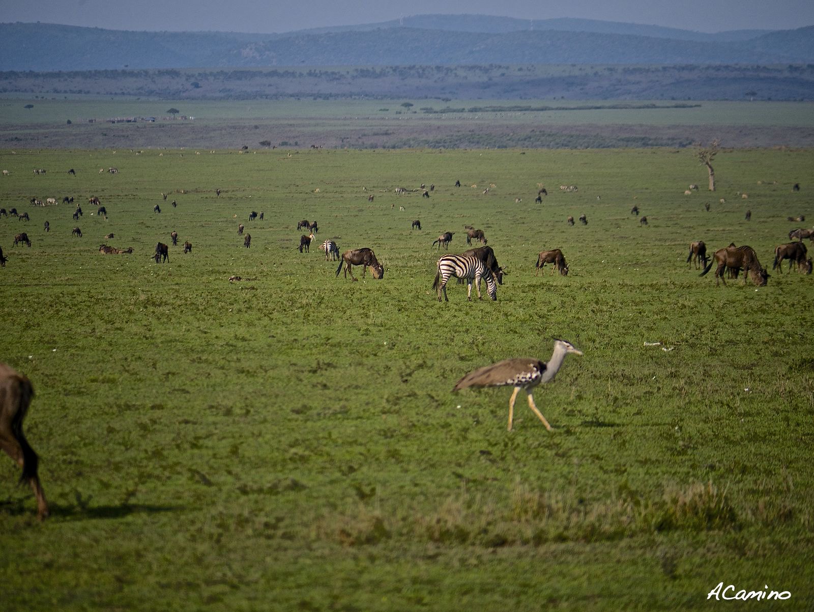 12 días de Safari en Kenia: Jambo bwana - Blogs de Kenia - El parto de una gacela en un Masai Mara, lleno de búfalos, leones, guepardos... (5)