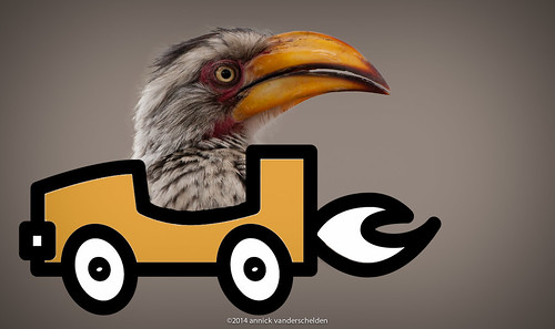 Southern yellow-billed hornbill in his yellow car_.jpg