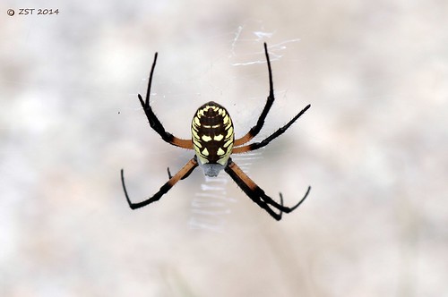 travel vacation tourism spider texas angelina argiopeaurantia largespider yellowgardenspider zeesstof