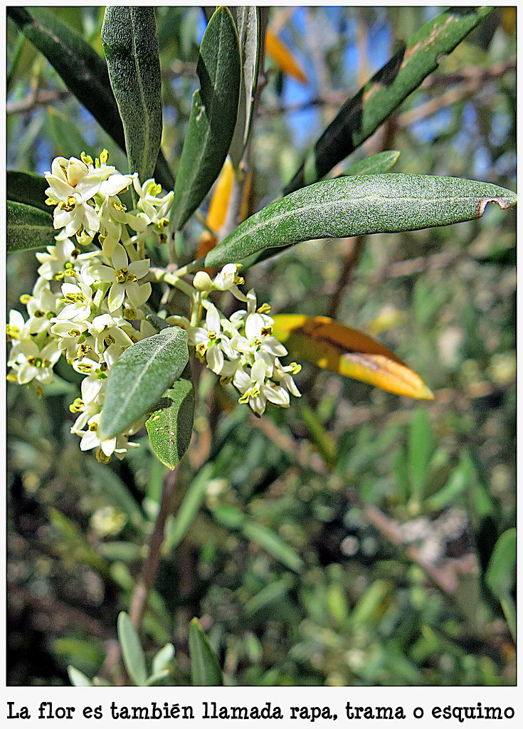 LA flor del olivo