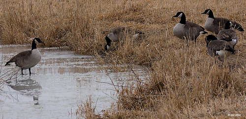 water animals geese geocaching waterfowl