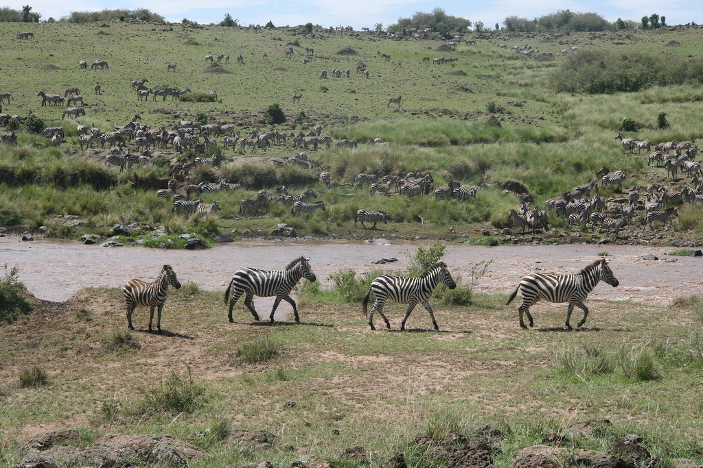 MEMORIAS DE KENIA 14 días de Safari - Blogs de Kenia - MASAI MARA IV (21)