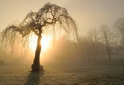 sunset frost willow