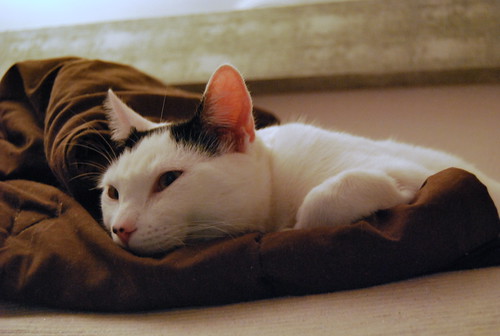 Carlo, gatito blanco con toque negro tímido y muy bueno esterilizado, nacido en Junio´14, en adopción. Valencia. ADOPTADO. 16231220902_2f8ee1b92c
