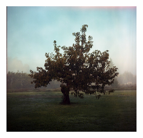 france fog mediumformat landscape 120film provence portra