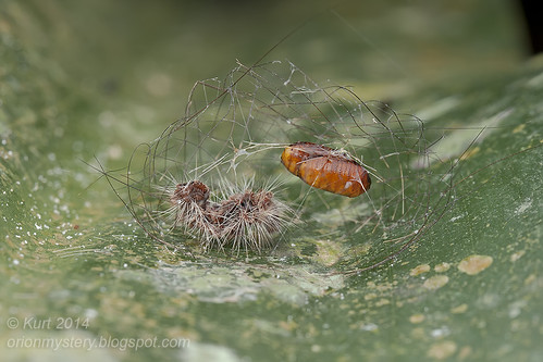 Parasitized caterpillar IMG_4548 copy