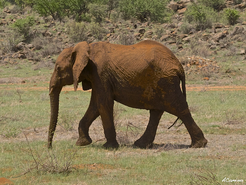 Safari en Samburu: Jirafas, Elefantes, Leones, Guepardos y muchísimos pájaros - 12 días de Safari en Kenia: Jambo bwana (61)
