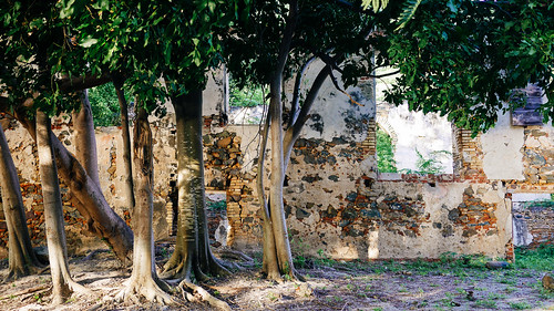 tree abandoned beach stone wall island university caribbean stthomas usvi brewersbay