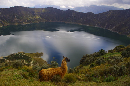 animals ecuador amazing place quilotoa