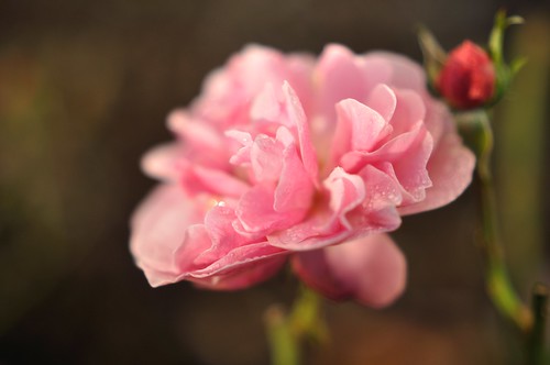 rose blossom rosa dezember nikolaus blüte eutin