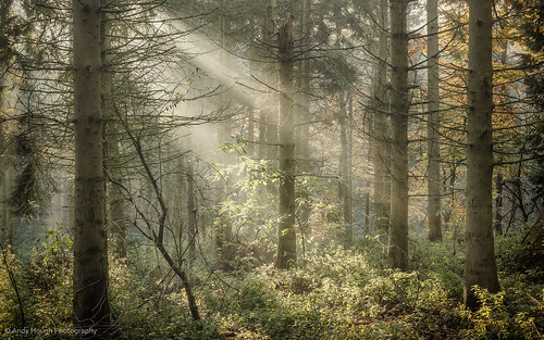 wood light england mist woodland unitedkingdom sony rays sunrays wallingford conifers firs a77 littlewittenham sonyalpha andyhough earthtrust slta77 littlewittenhamwood andyhoughphotography