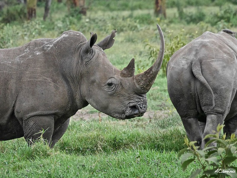 El lago Nakuru y sus Rinocerontes blancos, leones arborícolas y mas flamencos - 12 días de Safari en Kenia: Jambo bwana (47)
