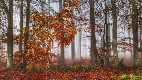 wood november autumn autumnfoliage trees mist fall fog forest geotagged beech geo:lat=5147793333 geo:lon=932960278