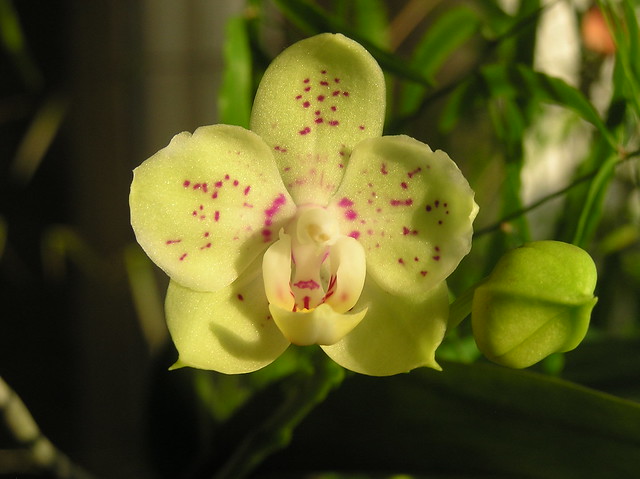 Phalaenopsis I-Lan 'Green Pixie'