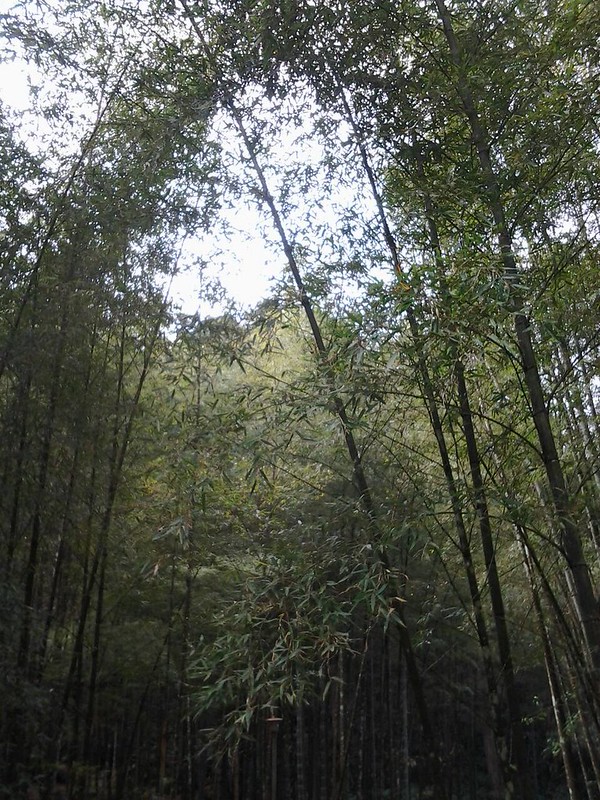 5841竹林中的竹盧。