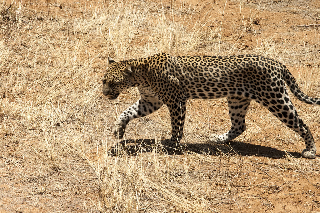 MEMORIAS DE KENIA 14 días de Safari - Blogs de Kenia - SAMBURU II (21)