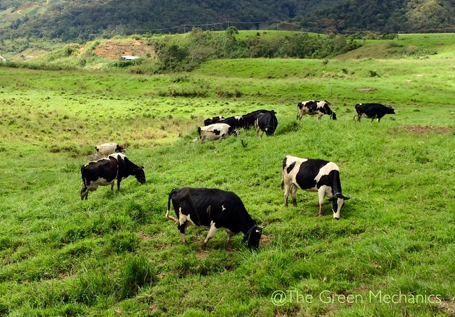 Trip to Desa Cattle