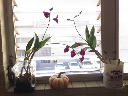 Orchids in the Kitchen