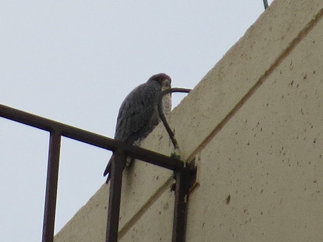Peregrine Falcon on Watterson Towers in Normal, IL 02