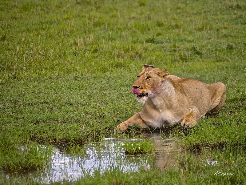 12 días de Safari en Kenia: Jambo bwana - Blogs de Kenia - Gran dia en el M.Mara viendo cazar a los guepardos (48)