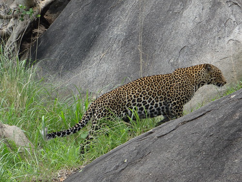 africa tanzania leopard serengeti africananimals