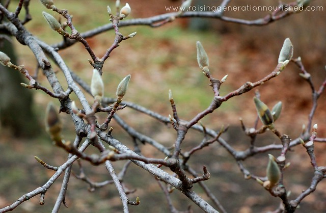 Wassail :: A warm celebration of winter