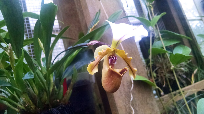 Paphiopedilum at the Conservatory of Flowers.