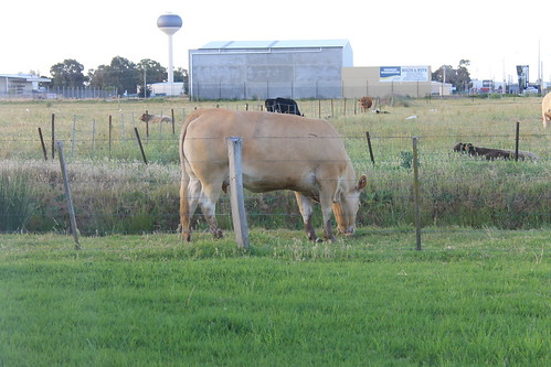 cows shepparton overlanderhotelmotel