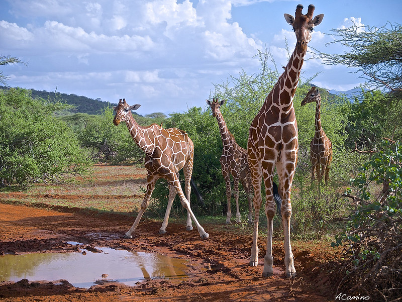 Safari en Samburu: Jirafas, Elefantes, Leones, Guepardos y muchísimos pájaros - 12 días de Safari en Kenia: Jambo bwana (76)