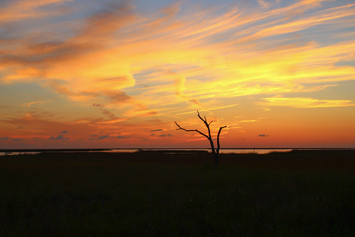 sunset tree canon louisiana coastal wetlands marsh gulfcoast lafourcheparish goldenmeadow canonrebel3ti ilobsterit