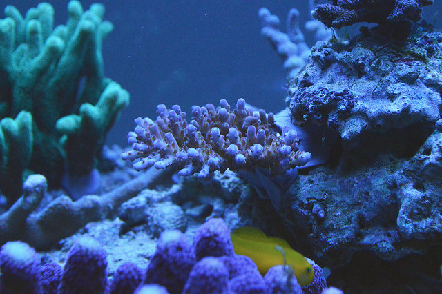 EdoVan's Shallow Nano Reef 150L - Page 4 16004899211_8818e63607_z