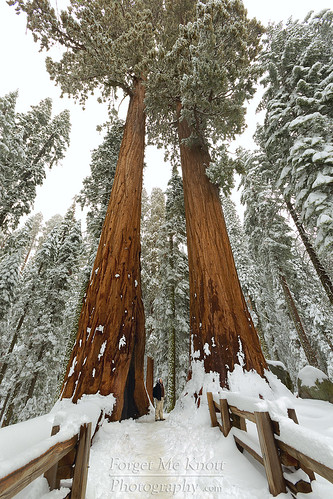 california trees winter woman snow storm man forest giant person nationalpark path perspective fresh trail redwoods sequoia brianknott forgetmeknottphotography fmkphoto