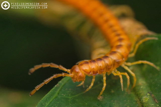 Gold-coloured millipede