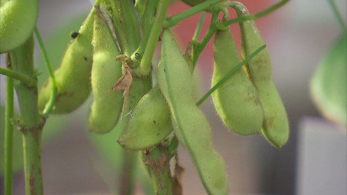 有一群農夫試圖讓本土黃豆重新落地發芽。