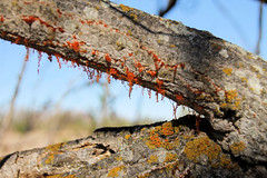 I lichen the fungus among us on this cottonwood.