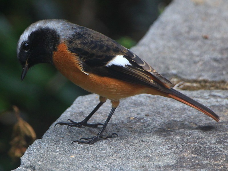 IMG_1591 黃尾鴝 公鳥 Daurian Redstart