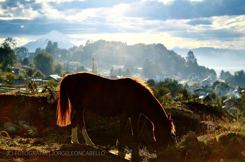 chile morning winter horse patagonia mañana landscape caballos paisaje invierno puertovaras