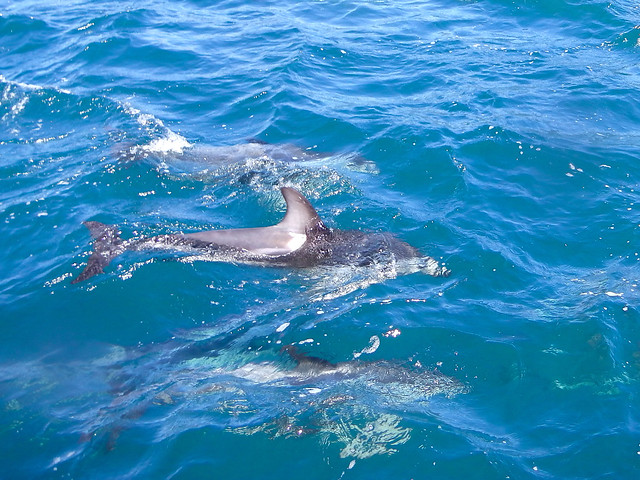 Dolphin Encounter in Kaikoura, New Zealand