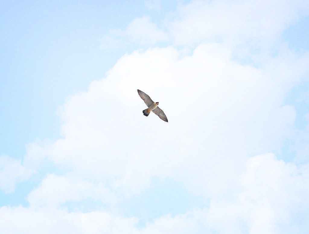 Peregrine falcon over Tompkins Square